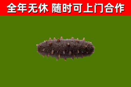 静乐县回收海参干